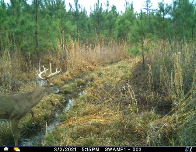 Whitetail Hollow Picture 4