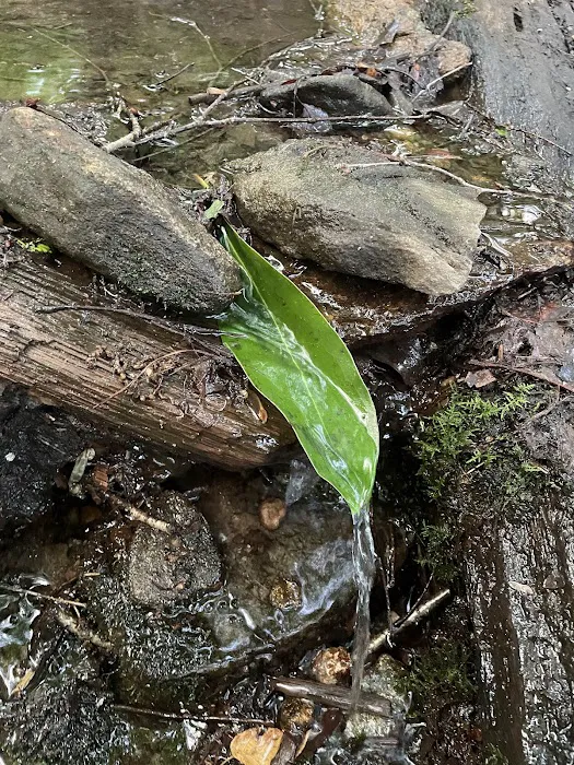 Carter Gap Shelter Picture 7