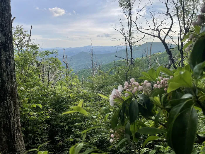 Carter Gap Shelter Picture 10