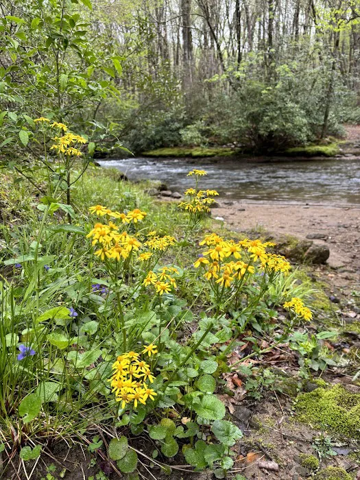 Hurricane Creek Primitive Campground Picture 9