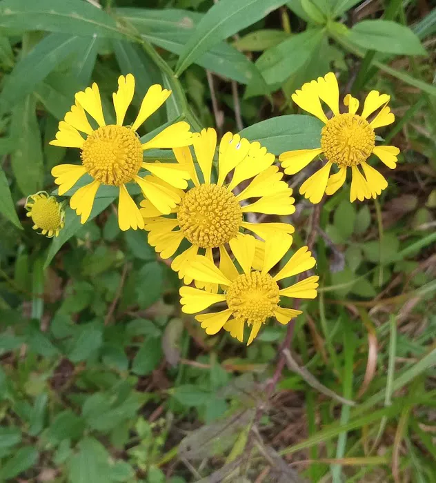 Hurricane Creek Primitive Campground Picture 6