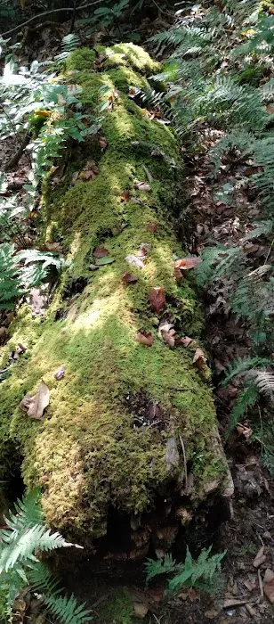 Hurricane Creek Primitive Campground Picture 8