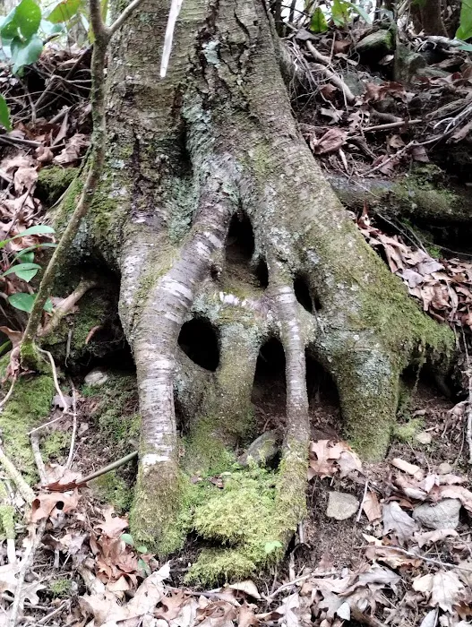 Standing Indian Campground Picture 19