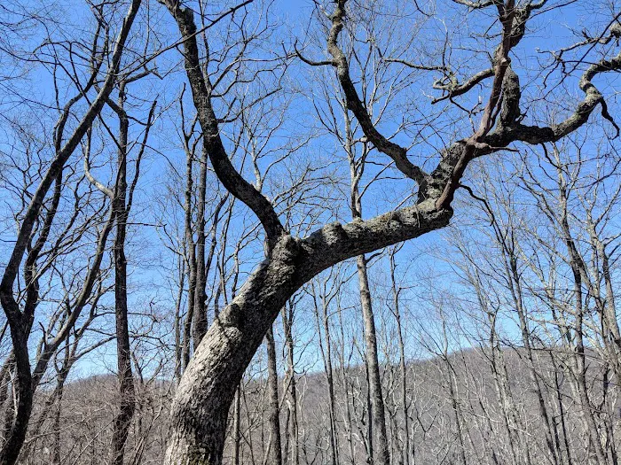 Standing Indian Shelter Picture 6