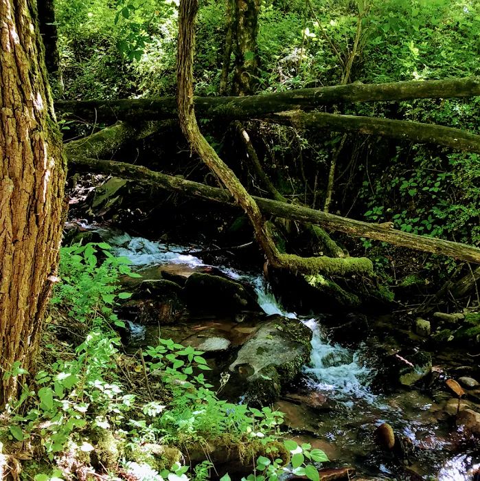 Kirklands Creek Campground and Cabins Picture 9