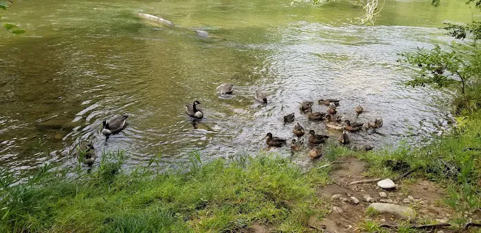 Wolf Campground Picture 6