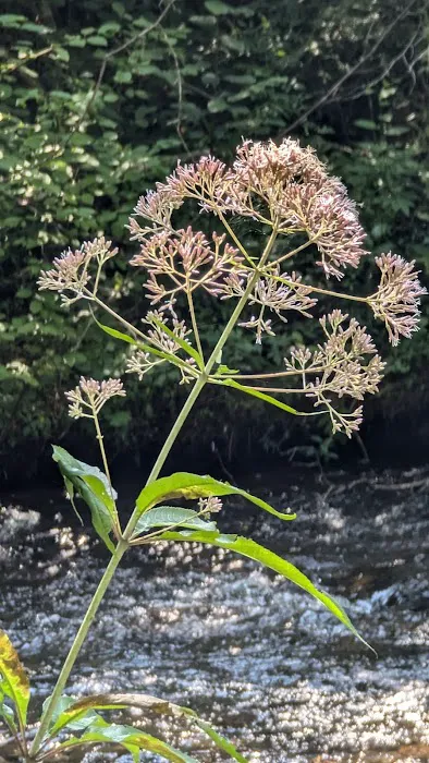 Primitive River Experimental Farm/Recreation/Events Venue Picture 19