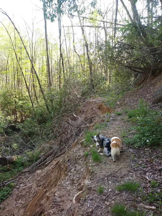 Tate Branch Campground Picture 4