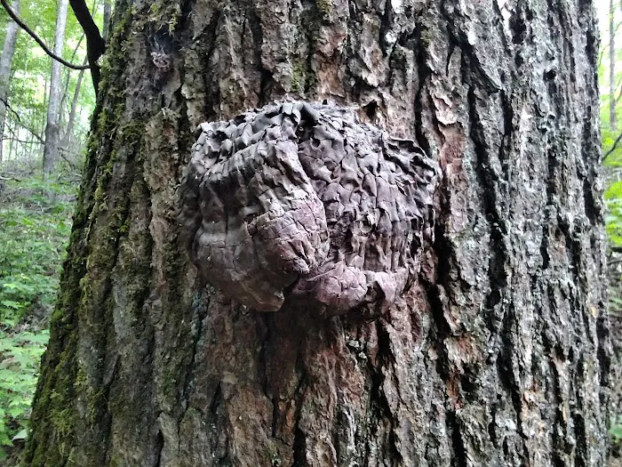 Tate Branch Campground Picture 9