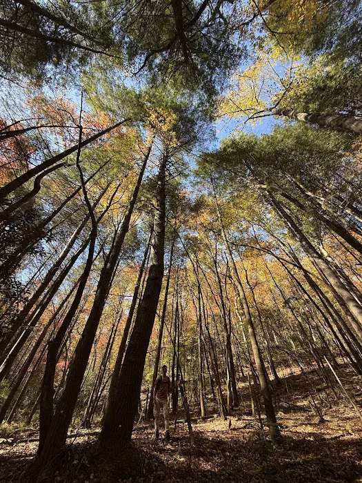Lake Rabun Campground Picture 8