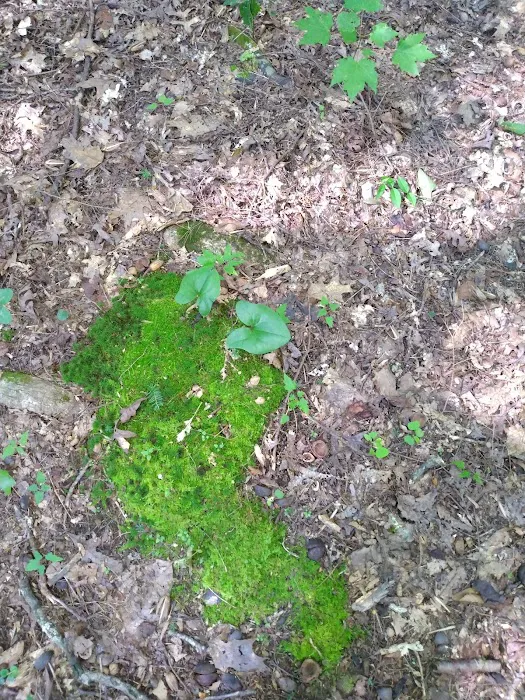 Big Cove Campground Picture 9