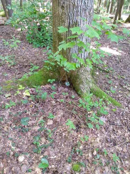 Big Cove Campground Picture 7