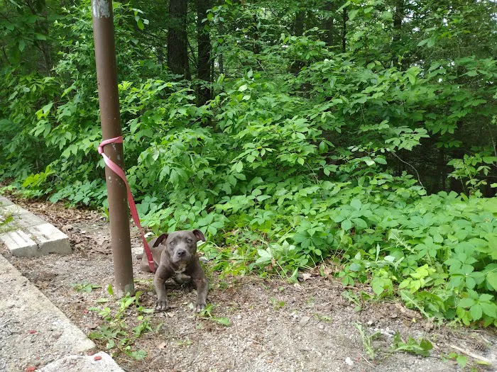 Little Lick Campground Picture 9
