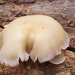 Alum Ford Campground