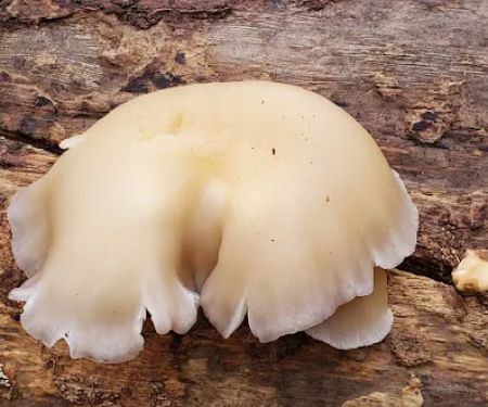 Alum Ford Campground