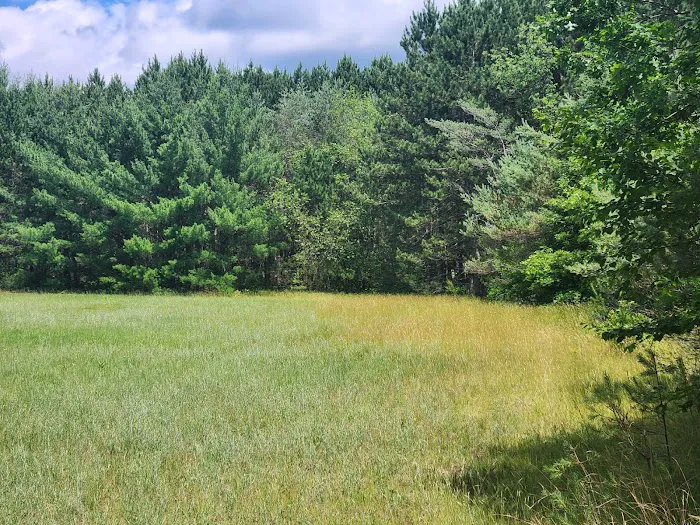 Tenting in the Pines Picture 2
