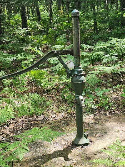 Tenting in the Pines Picture 4