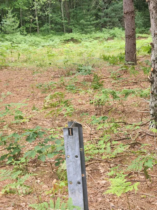 Tenting in the Pines Picture 5