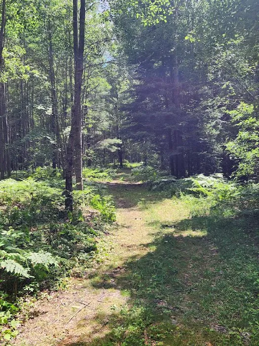 Tenting in the Pines Picture 8