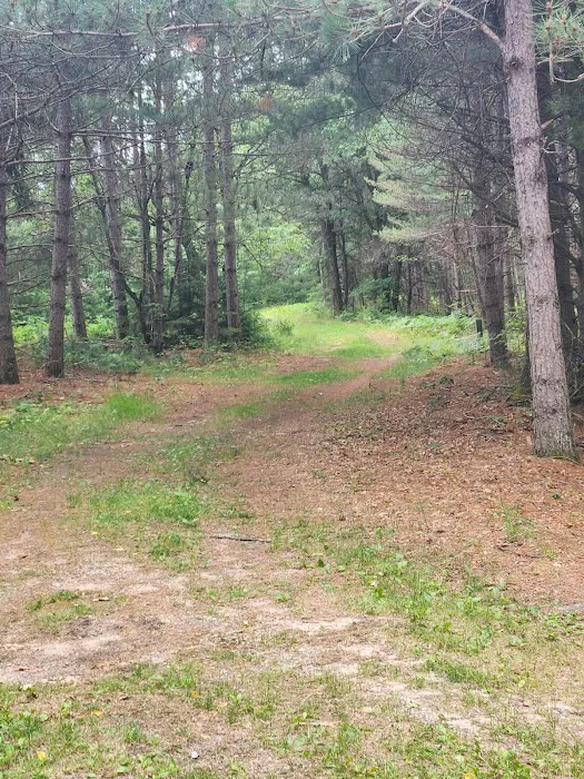 Tenting in the Pines Picture 7