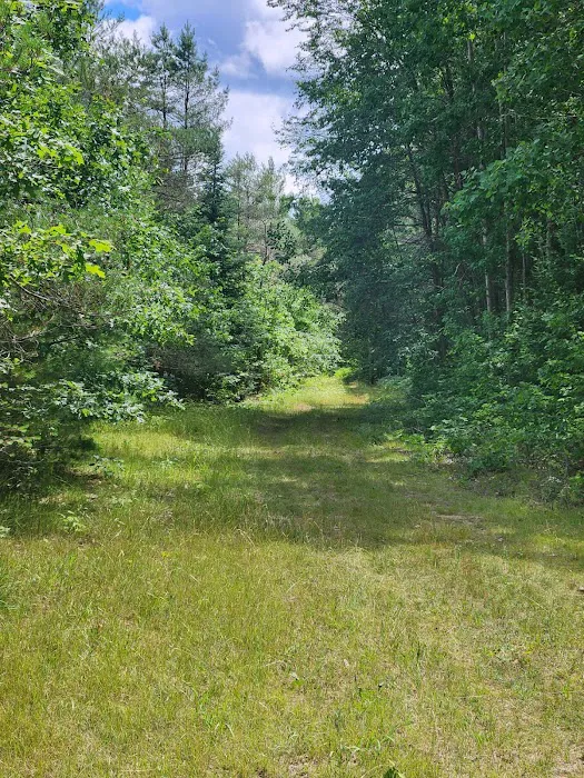 Tenting in the Pines Picture 9