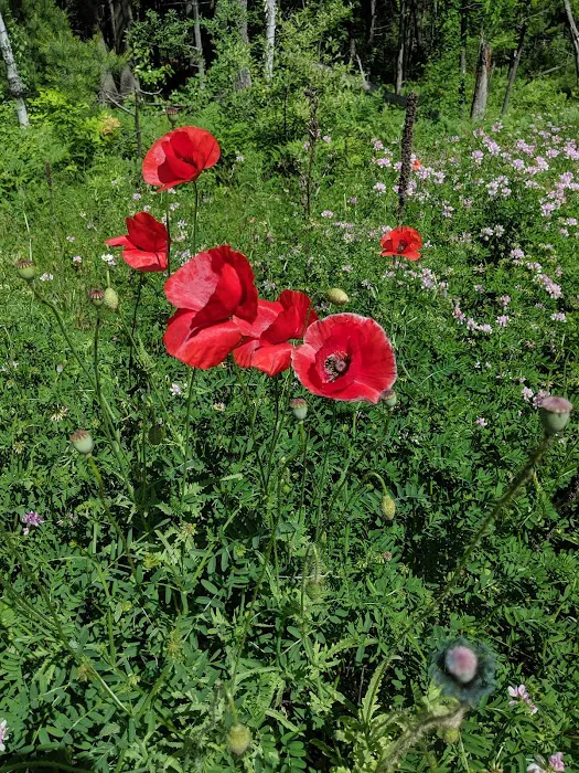 Shady Oaks Campground & RV Park Picture 8