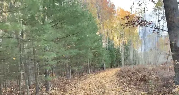 Woodlands Acres Campground Picture 6