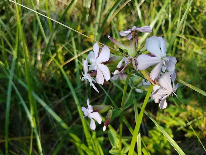 Johnson's Trailer Resort Picture 4