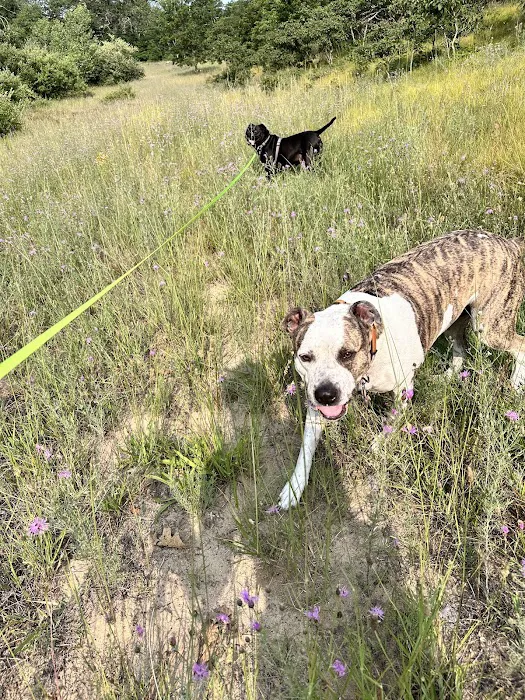 Karner Blue Campground Picture 7