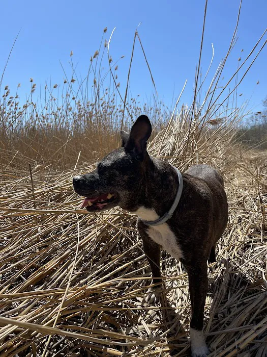Karner Blue Campground Picture 9