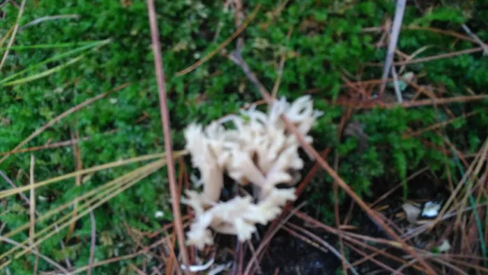 Shelley Lake Campground Picture 9