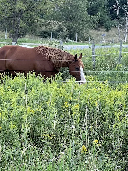 D bar D Ranch Picture 7