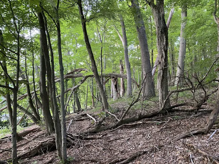 Nichols Lake Campground Picture 2