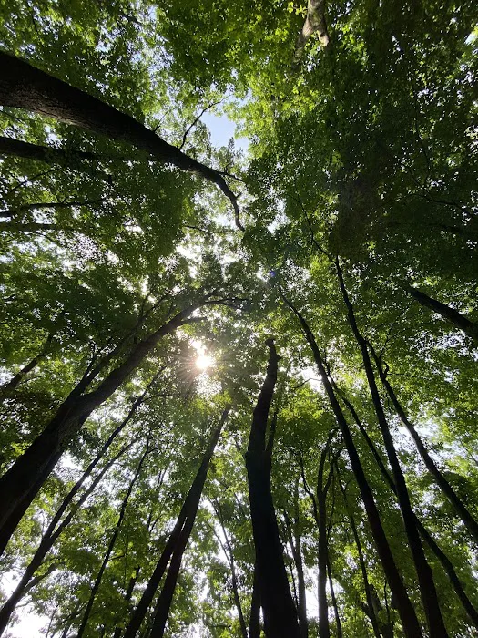 Nichols Lake Campground Picture 8