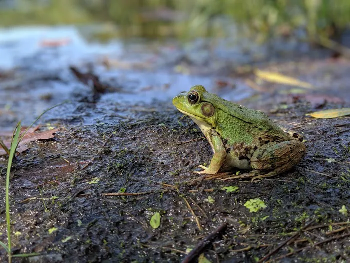 Highbank Lake Campground Picture 1