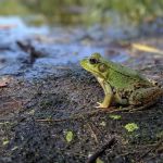 Highbank Lake Campground