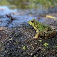 Highbank Lake Campground ico