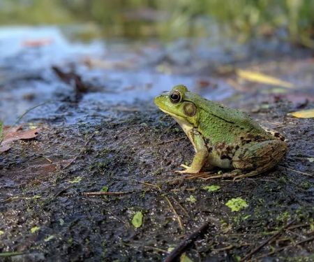 Highbank Lake Campground