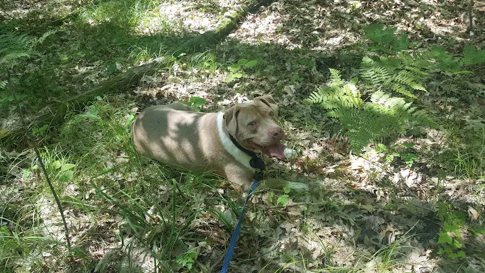 Highbank Lake Campground Picture 5