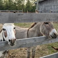 Back Forty Ranch ico