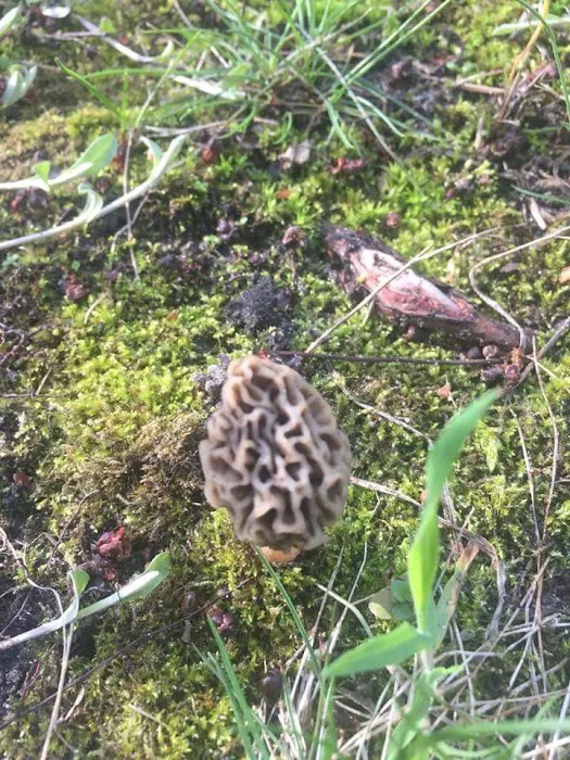 MATTS PINE HAVEN CAMPGROUND Picture 6