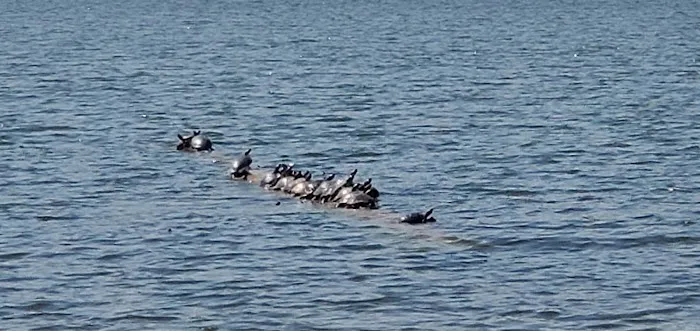 Yellow Banks Lake Picture 5