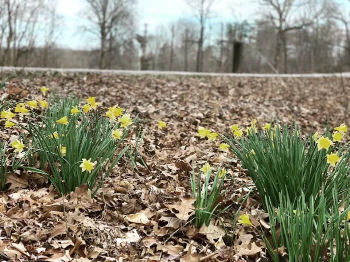 Lake Cumberland 4-H Camping Center Picture 6