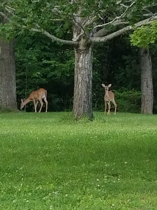 Moutardier Campground Picture 4