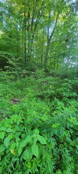 Second Creek Campground Picture 6