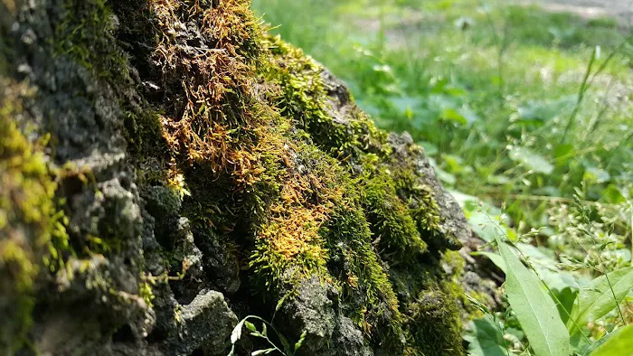 Houchin Ferry Campground Picture 9