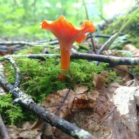 Backcountry Camp 47 ico