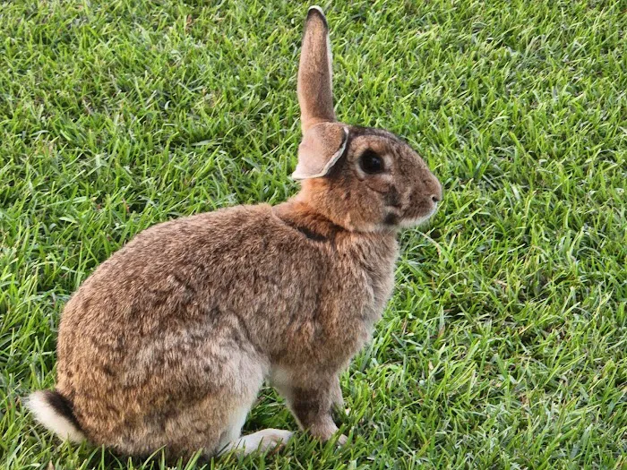 Rocks Pond campground & marina Picture 14