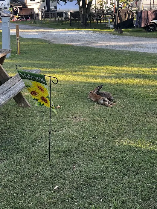 Rocks Pond campground & marina Picture 19
