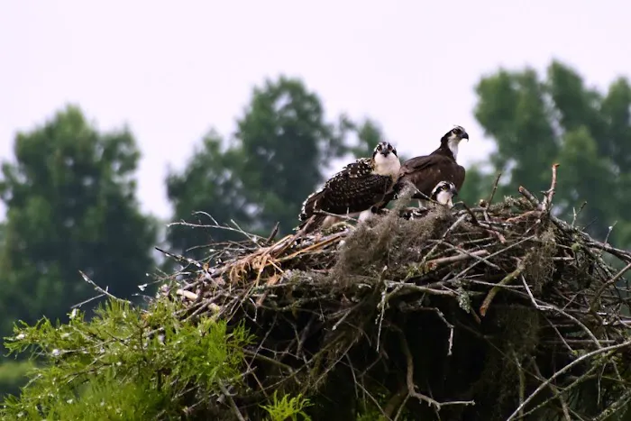 Forestry Department Picture 7